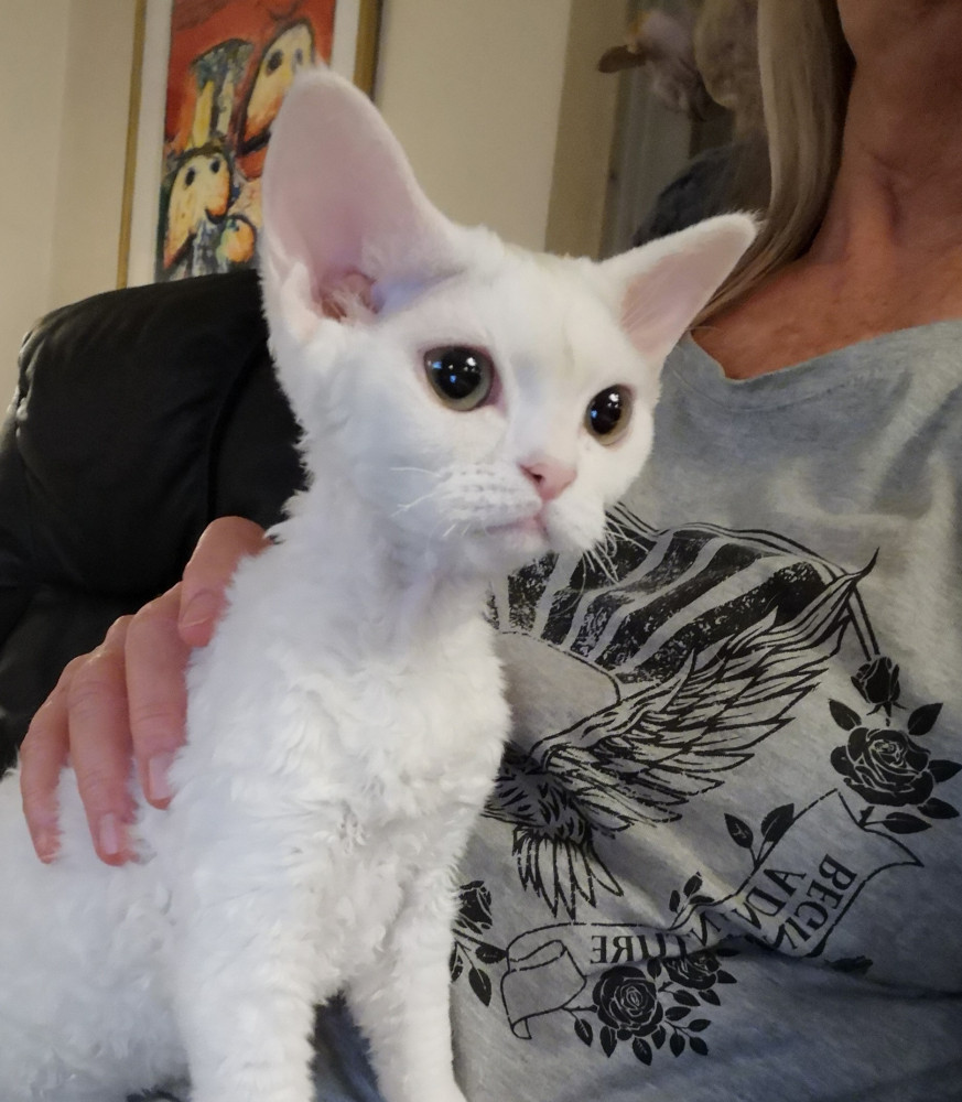 - - opdræt af Devon Rex